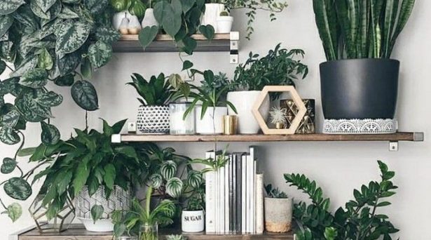 Is ‘plant lady’ the new ‘cat lady’?